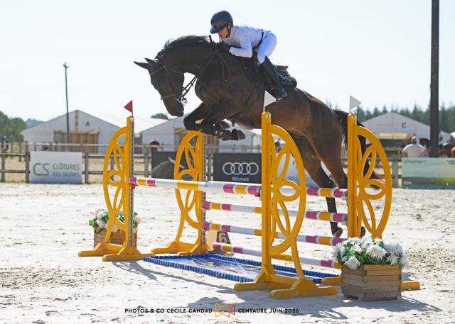 Gelding Selle Fran&ccedil;ais For sale 2020 Black