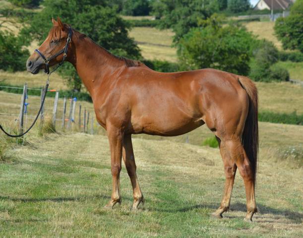 Mare English Thoroughbred For sale 2021 Chesnut