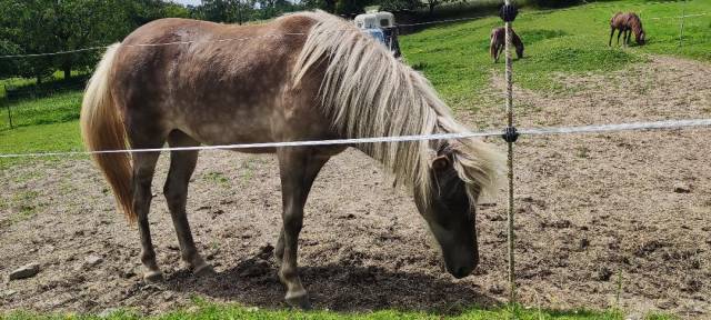 Filly Icelandic For sale 2025 Other color