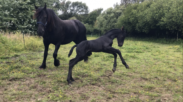 Filly Friesian For sale 2026 Black