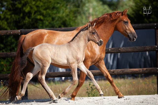 Colt PRE Pure Spanish Bred For sale 2026 Black