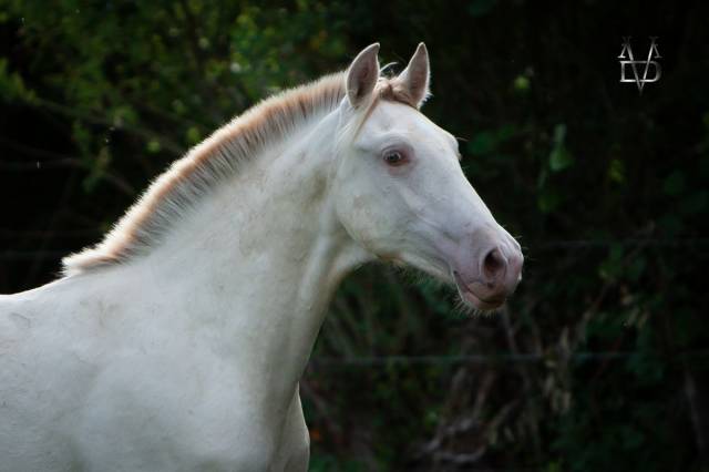 Colt PRE Pure Spanish Bred For sale 2025 Buckskin