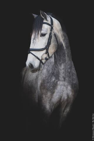 Gelding Lusitano For sale 2021 Grey