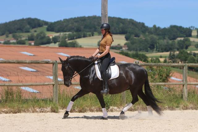 Mare PRE Pure Spanish Bred For sale 2017 Black