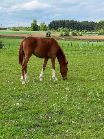 Mare Zangersheide For sale 2025 Coloured