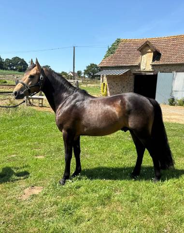 Stallion New Forest For sale 2021 Buckskin