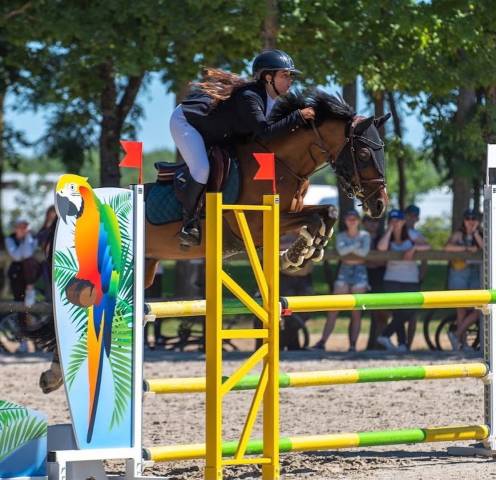 Gelding British Riding Pony For sale 2010 Bay
