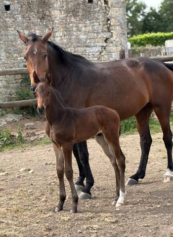 Broodmare Selle Fran&ccedil;ais For sale 2021 Dark Bay