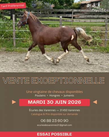 Mare Cob For sale 2020 Bay