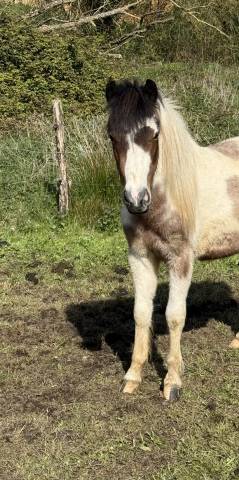 Gelding Welsh Pony (Section B) For sale 2024 Coloured