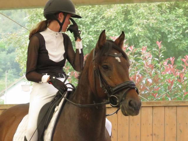 Gelding Franche-Montagne For sale 2018 Bay