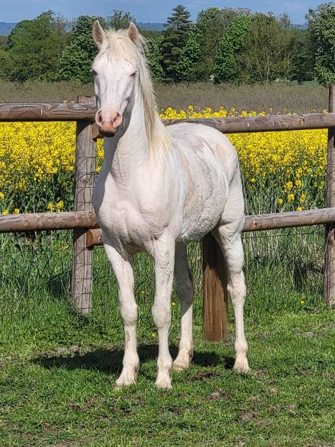Gelding Other Pony Breed For sale 2021 Cream