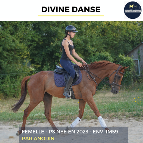 Mare Thoroughbred For sale 2023 Chesnut