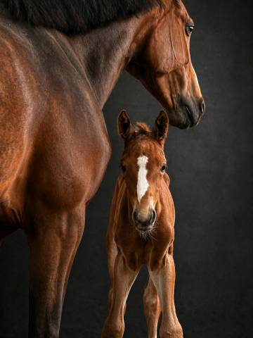 Mare sBs Belgian Warmblood For sale 2020 Bay