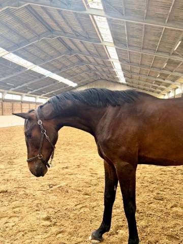 Gelding sBs Belgian Warmblood For sale 2023 Dark Bay