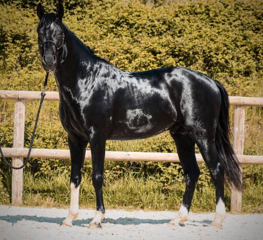 Entire AES Anglo European Studbook For sale 2022 Black