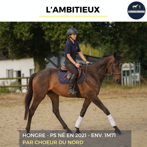 Gelding Thoroughbred For sale 2021 Bay