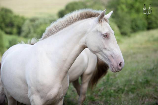 Mare PRE Pure Spanish Bred For sale 2021 Buckskin