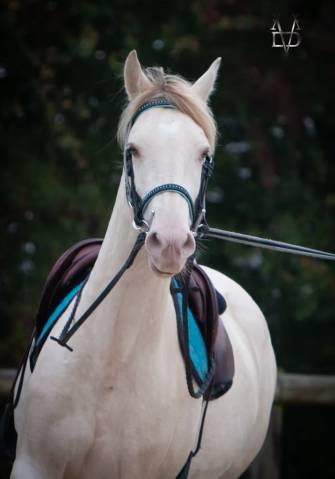 Mare PRE Pure Spanish Bred For sale 2021 Buckskin