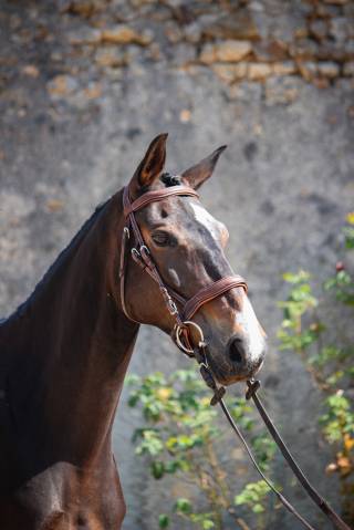 Mare French Saddle Pony For sale 2021 Bay