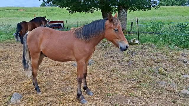 Gelding New Forest For sale 2025 Bay