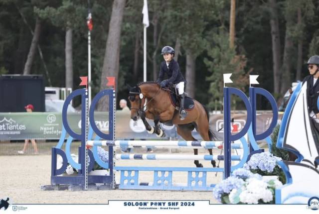 Mare Welsh Part Bred For sale 2019 Bay