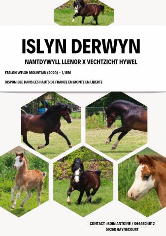 Colt Origin Recorded For sale 2026 Chesnut