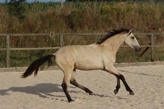 Colt Origin Recorded For sale 2025 Buckskin