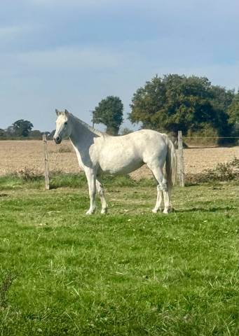 Mare Connemara For sale 2008 Grey