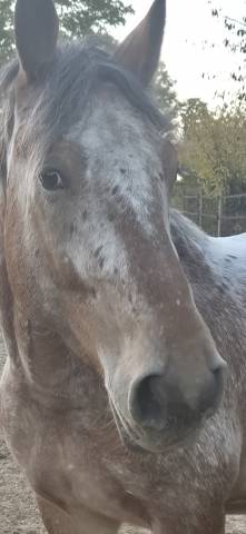 Gelding Comtois For sale 2022 Other color