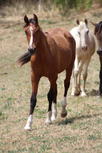 Gelding PRE Pure Spanish Bred For sale 2025 Bay