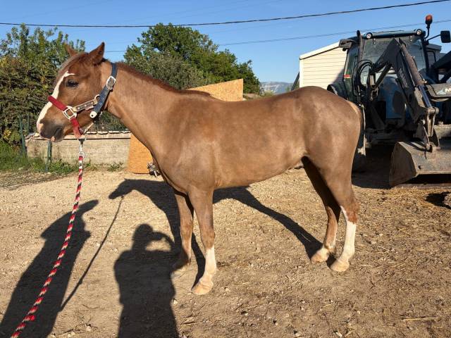 Gelding Welsh Pony (Section B) For sale 2022 Chesnut