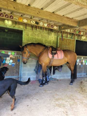 Gelding Saddle Horse For sale 2021 Bay