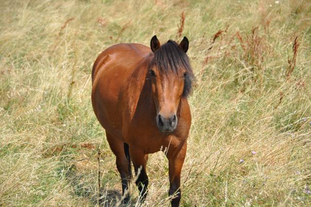 Gelding No Origin Recorded For sale 2023 Bay