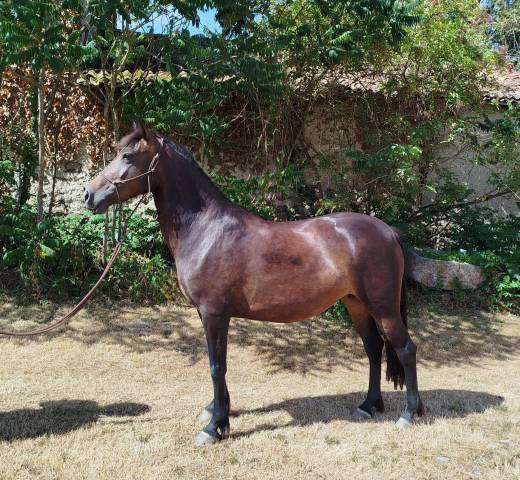 Mare Connemara For sale 2019 Black