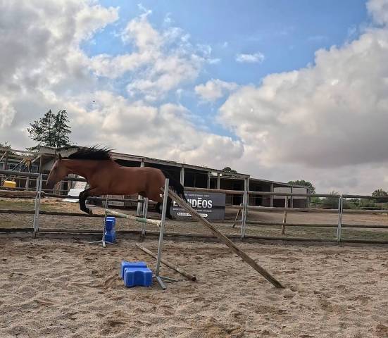 Gelding French Trotter For sale 2022 Bay