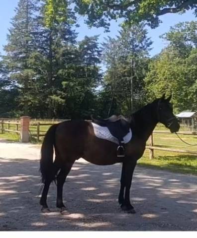 Gelding No Origin Recorded For sale 2018 Dark Bay