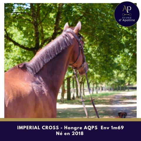 Gelding AQPS For sale 2018 Dark Bay