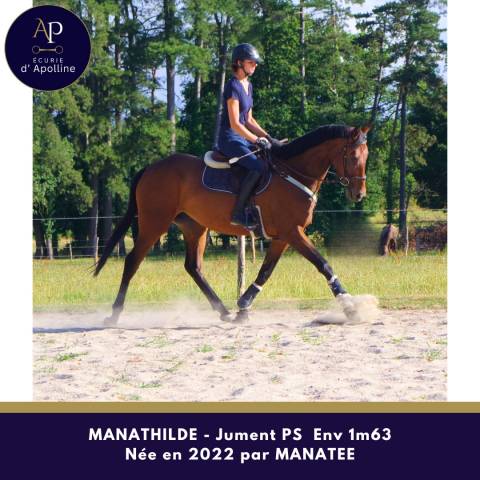 Mare Thoroughbred For sale 2022 Bay
