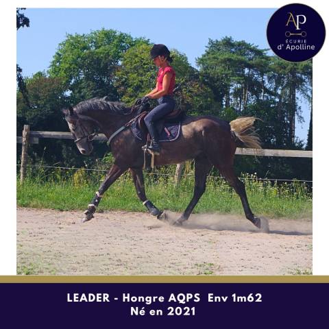 Gelding AQPS For sale 2021 Grey