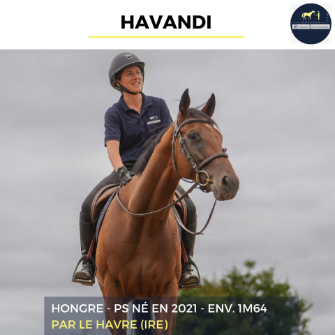 Gelding Thoroughbred For sale 2021 Bay