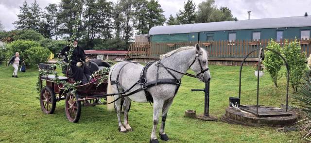 Gelding Other Horse Breed For sale 2009 Grey