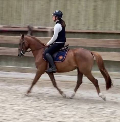 Gelding French Saddle Pony For sale 2022 Chesnut