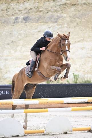 Gelding Selle Fran&ccedil;ais For sale 2021 Chesnut