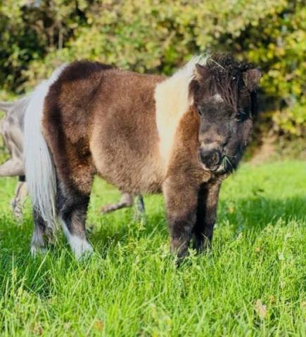 Colt Shetland Pony For sale 2025 Bay