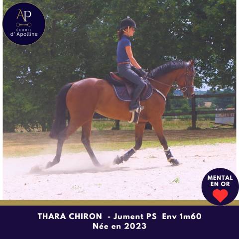Mare Thoroughbred For sale 2023 Bay