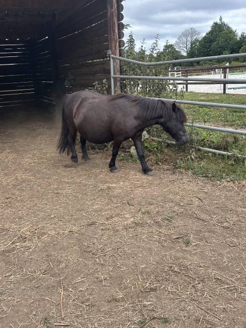 Mare Shetland Pony For sale 2007 Black