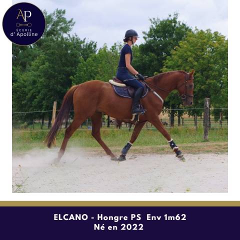 Gelding Thoroughbred For sale 2022 Chesnut