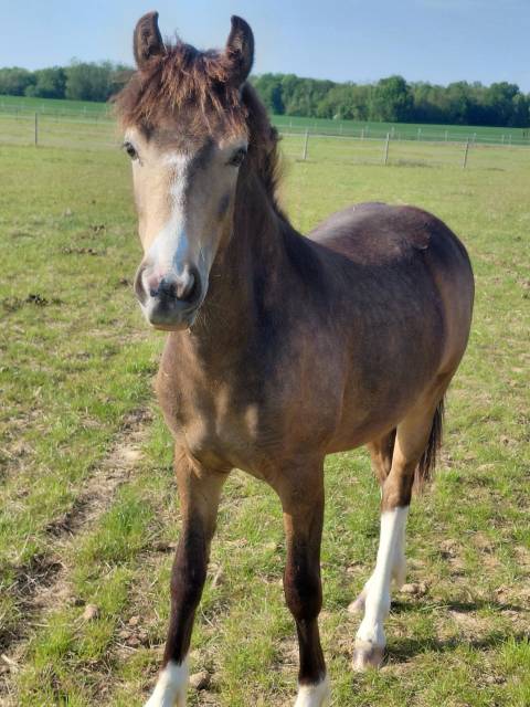 Gelding New Forest For sale 2025 Buckskin