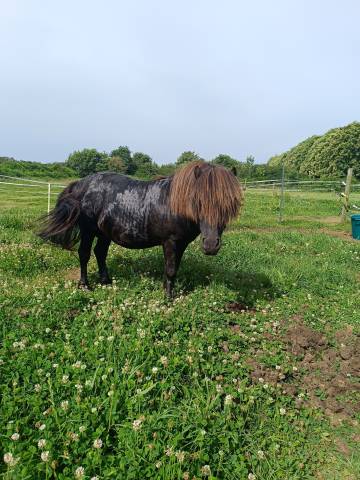 Stallion Shetland Pony For sale 2011 Black